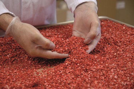 Close up of the hands of a worker, performing quality control on freeze-dried fruit pieces.