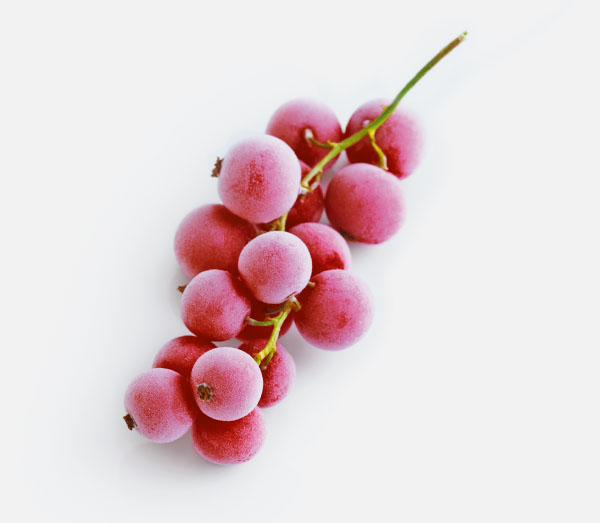 A branch of frozen red currants.