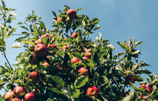 Crown of an apple tree full of apples.