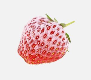 Eine einzelne gefrorene Erdbeere.