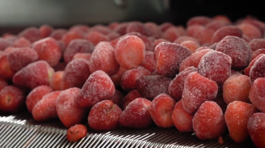 A large number of frozen strawberries during processing.