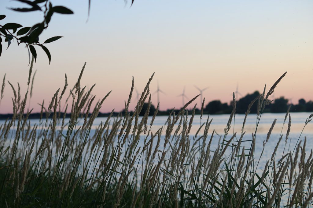 Schilf am Flussufer in der Nähe von Drochtersen-Assel