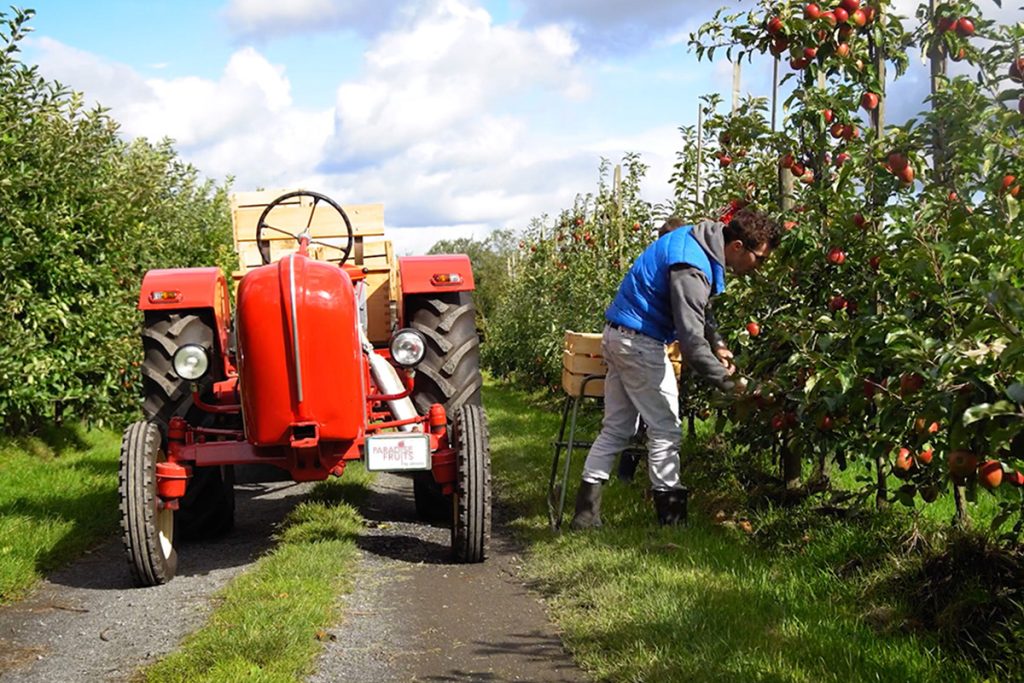 Mitarbeiter bei der Apfelernte mit rotem Traktor